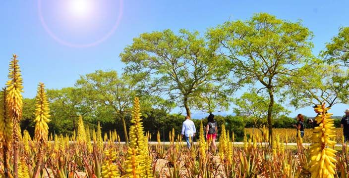 Über 2.000 Sonnenstunden für die Aloe Vera Pflanze
